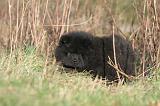 CHOW CHOW 236